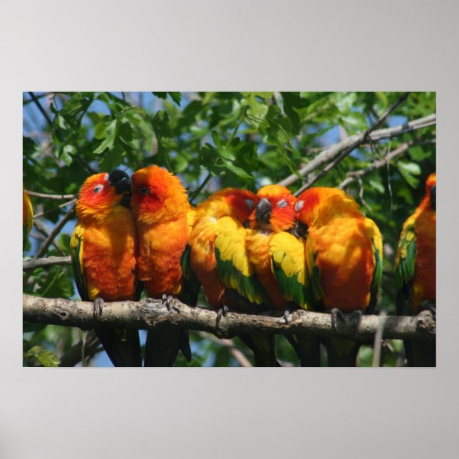 Rad av Cute Little Parrots Snuggling Poster (Framsidan)