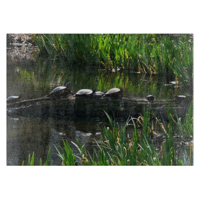 Rad av gröna sköldpaddor Naturfoto (Framsidan)