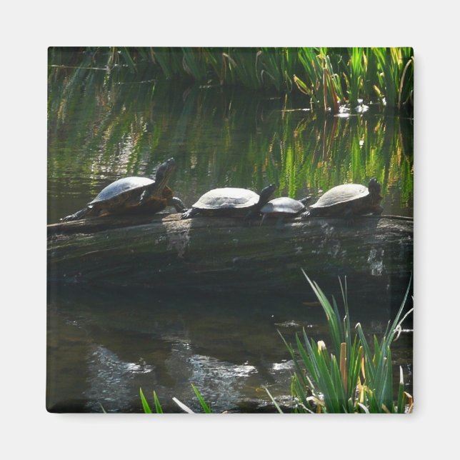 Rad av gröna sköldpaddor Naturfoto Magnet (Framsidan)