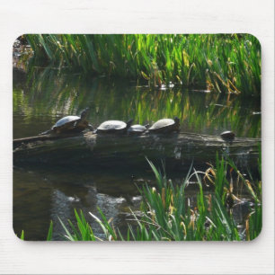 Rad av gröna sköldpaddor Naturfoto Musmatta