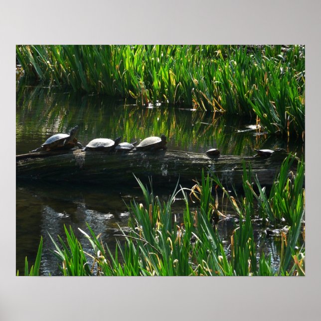 Rad av gröna sköldpaddor Naturfoto Poster (Framsidan)