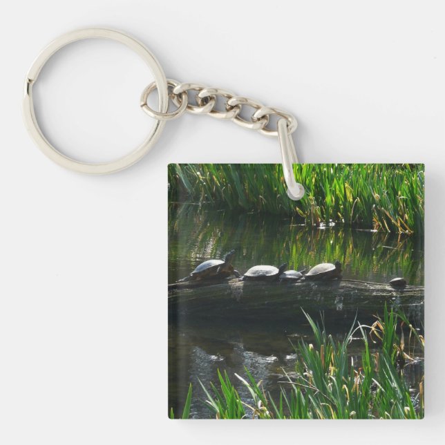Rad av Turtles Grönt Natature Photo (Framsidan)