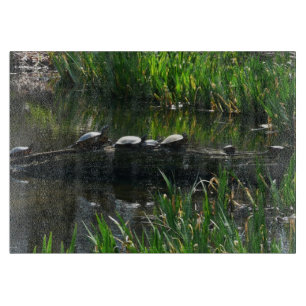 Rad av Turtles Grönt Natature Photo
