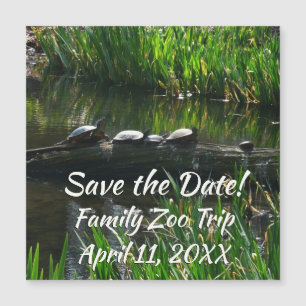 Rad av Turtles Grönt Natature Photo