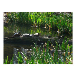 Rad av Turtles Grönt Natature Photo Fototryck