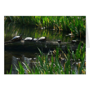 Rad av Turtles Grönt Natature Photo Hälsningskort