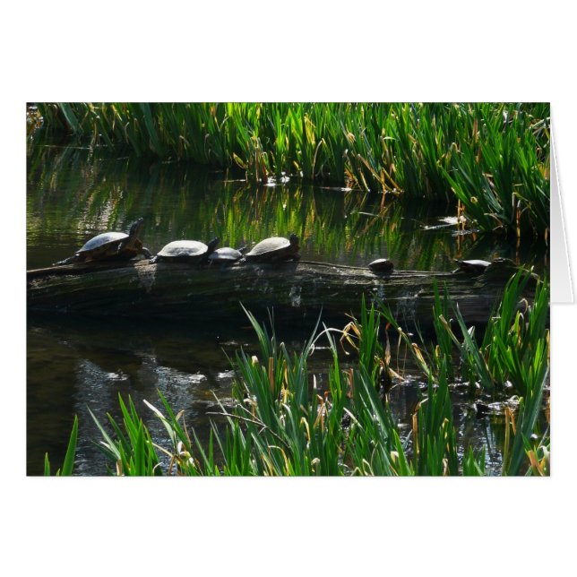 Rad av Turtles Grönt Natature Photo Hälsningskort (Framsidan Horizontal)