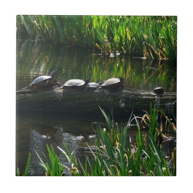 Rad av Turtles Grönt Natature Photo Kakelplatta (Framsidan)