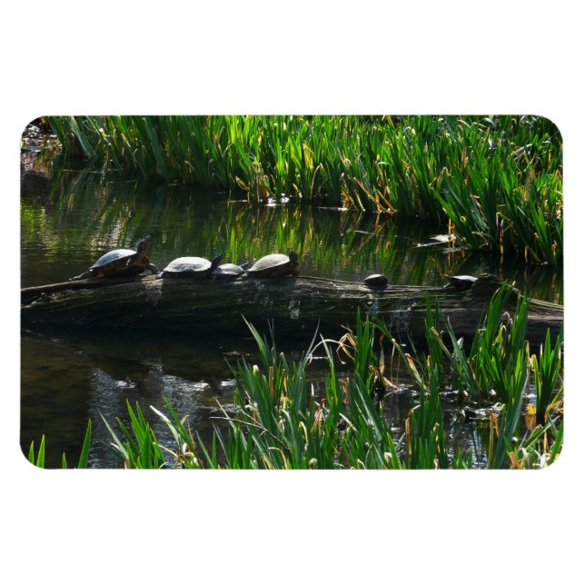 Rad av Turtles Grönt Natature Photo Magnet (Horisontell)