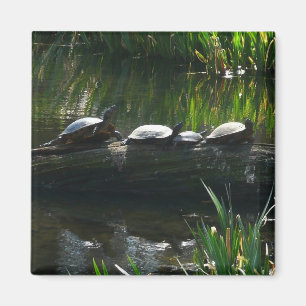 Rad av Turtles Grönt Natature Photo Magnet