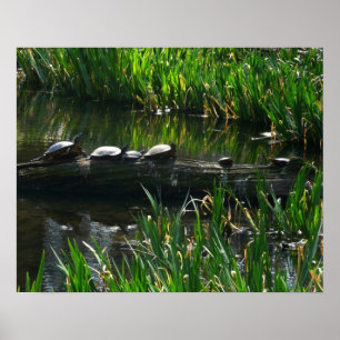 Rad av Turtles Grönt Natature Photo Poster