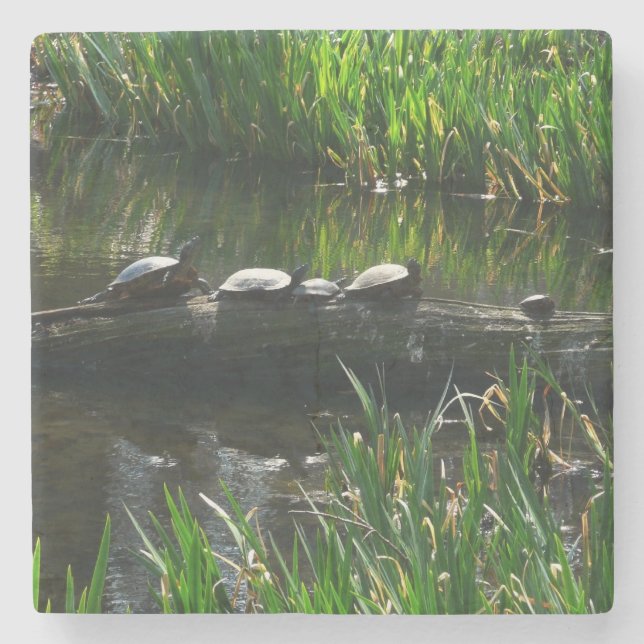 Rad av Turtles Grönt Natature Photo Underlägg Sten (Framsidan)