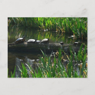 Rad av Turtles Grönt Natature Photo Vykort