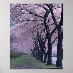 Rad för cherryblossom träd poster