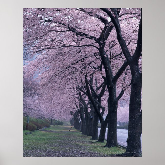 Rad för cherryblossom träd poster (Framsidan)