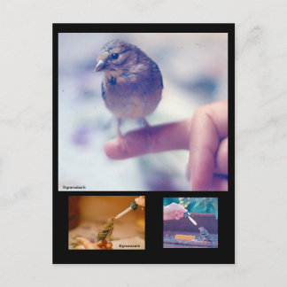 Rädda Goldfinch-vykort Vykort