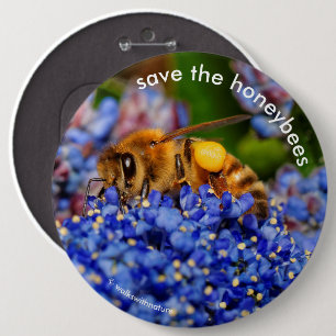 Rädda honungsbin som pollinerar Kalifornisk syren Knapp