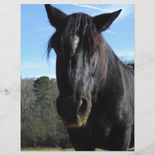 Räddad Black Draft Horse