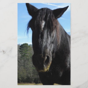 Räddad Black Draft Horse
