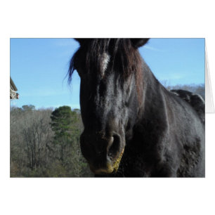 Räddad Black Draft Horse Hälsningskort