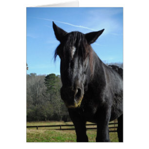 Räddad Black Draft Horse Hälsningskort
