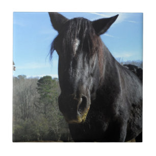 Räddad Black Draft Horse Kakelplatta