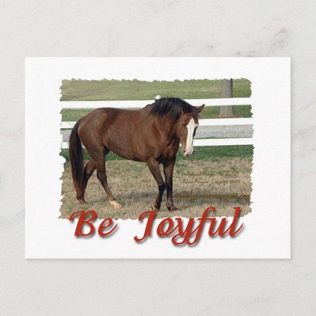 Räddad Morgan Horse:  vara Glatt Vykort (Framsida)