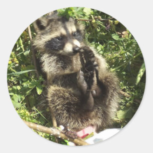 Räddad och rehabiliterad Raccoon Baby Runt Klistermärke