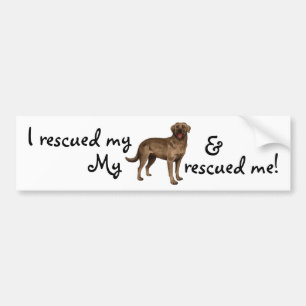 Rädding Chocolate Lab Bildekal
