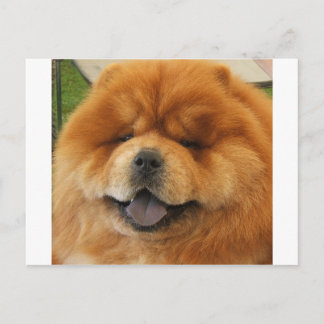 Rädding för ChowChow Vykort