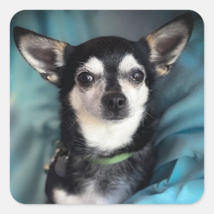 Rädding Hund Chihuahua Classic Square-fästmärke Fyrkantigt Klistermärke