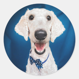 Rädding hund Klassisk rund etikett för Pudel