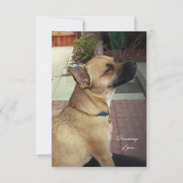 Rädding Hundar 3,5-tums x 5-tums kort med stort ta (Framsida)