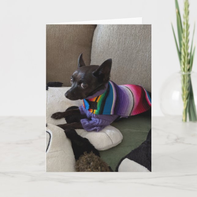 Rädding Hundar Standard, 5-tums x 7-tums mappat gr Kort (Framsida)