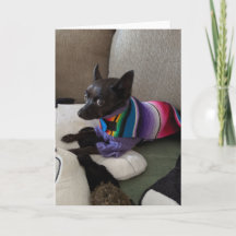 Rädding Hundar Standard, 5-tums x 7-tums mappat gr