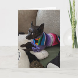 Rädding Hundar Standard, 5-tums x 7-tums mappat gr Kort