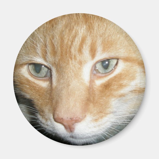 Rädding Kattmagnet Magnet (Framsidan)