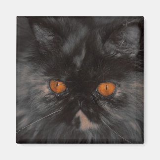 rädding Kattunge magnet