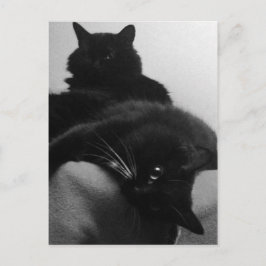 Rädding Kittens vykort