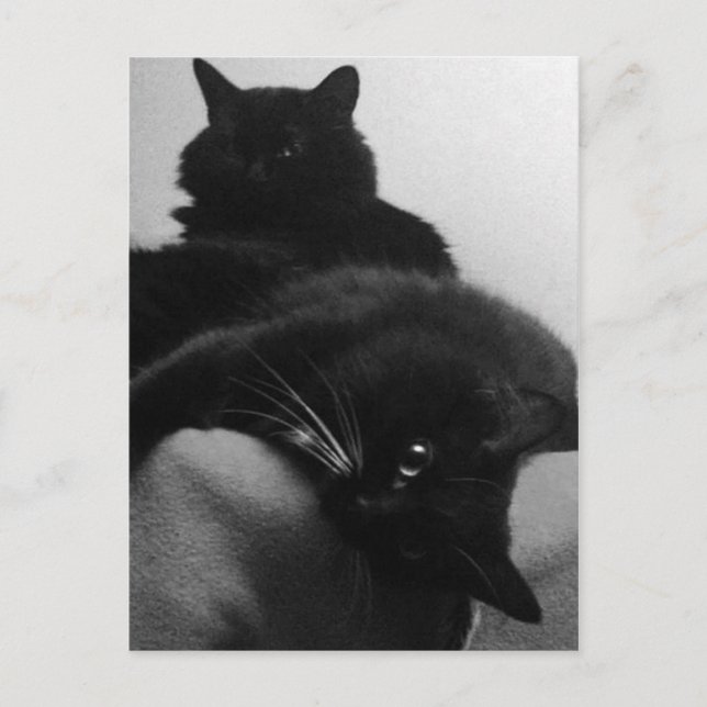 Rädding Kittens vykort (Framsida)