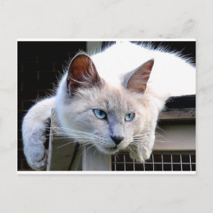Rädding Me Ragdoll Cat Ögon Original Photograph Vykort