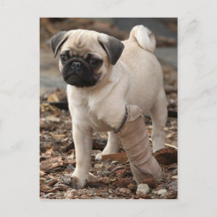 Rädding Pug Vykort