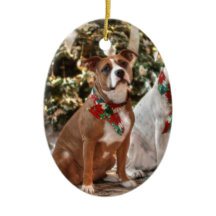 Räddingen Pitbull och America Bull Dog