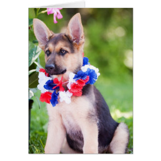 Räddinghund "Rilie ", OBS Kort