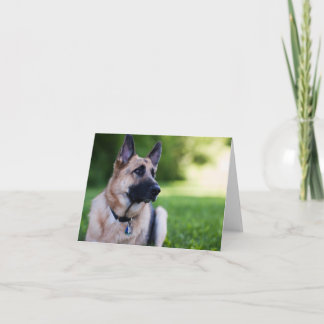 Räddinghunden "anknyter ", kort