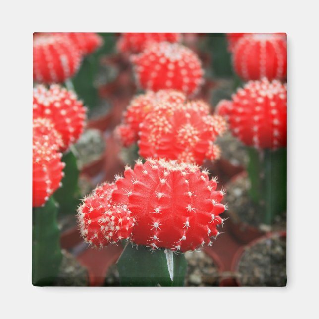 Raden Cactuses Magnet (Framsidan)