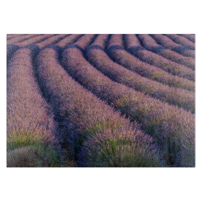 Rader av lavendel i Provence (Framsidan)