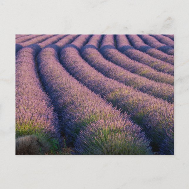 Rader av lavendel i Provence Vykort (Framsida)