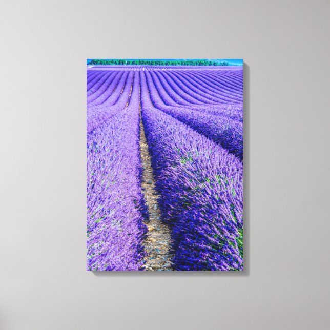 Rader av lavendel, Provence, Frankrike Canvastryck (Framsida)