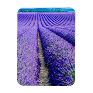Rader av lavendel, Provence, Frankrike Magnet